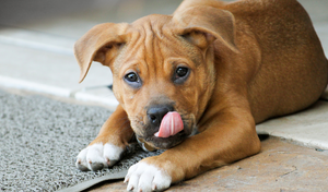 What's the Meaning Behind a Dog's Welcomed (or Not Welcomed) Lick?