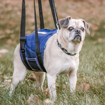 Walkin Pets Dog Support Sling