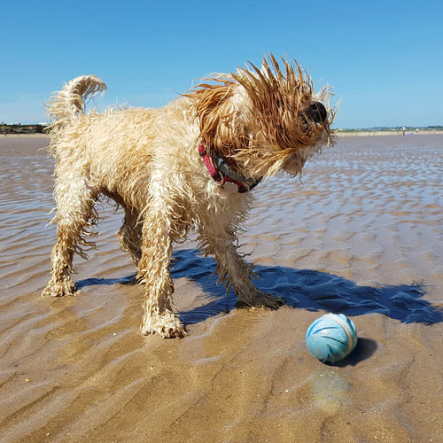 Cheerble - Wicked Ball Interactive Dog Toy