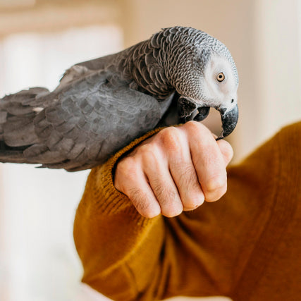 Bird Food & SuppliesPet bird on owners hand