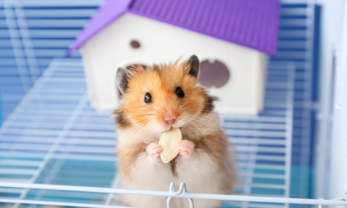 Hamster holding and eating a seed