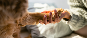 A hand holding a dogs paw