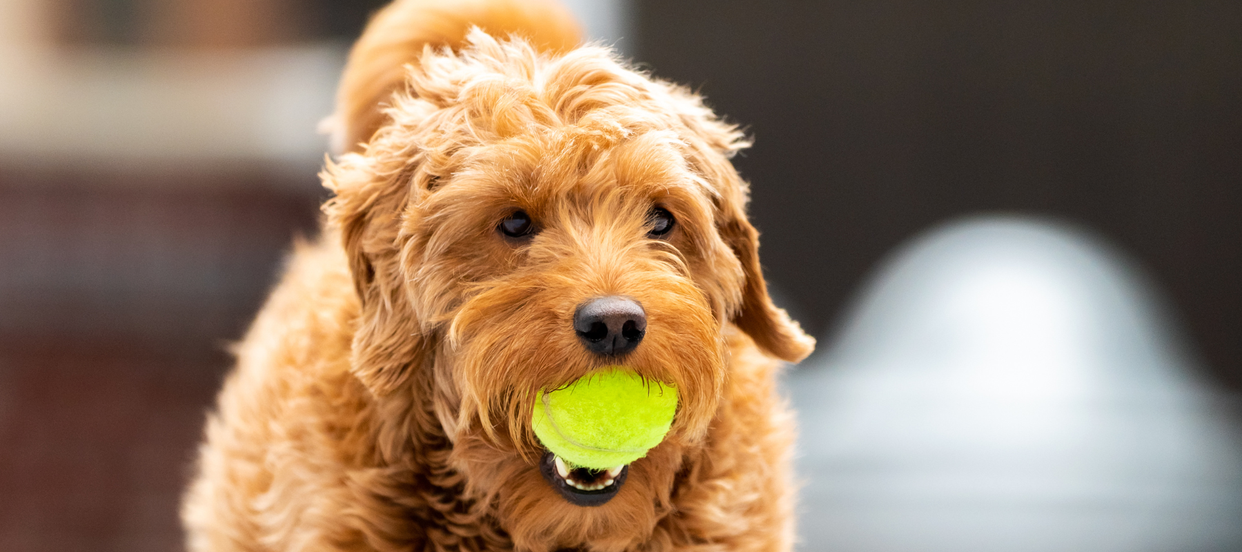 Dog holding a ball in its mouth