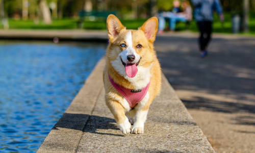 Corgi walking by the side of a pool