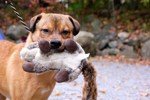 Fluff & Tuff - Nuts Squirrel Dog Toy