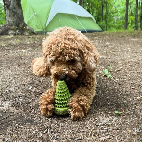 Tall Tails - Natural Rubber Evergreen Tree Reward Dog Toy