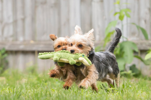 Fluff & Tuff - Savannah Baby Gator Dog Toy