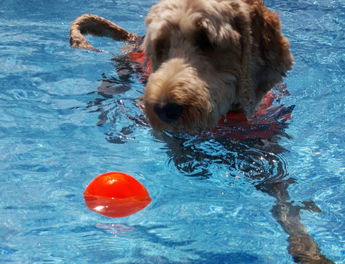 Ruff Dawg - The BALL Dog Toy