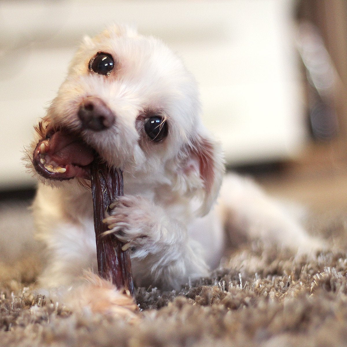 Gullet sticks for outlet dogs