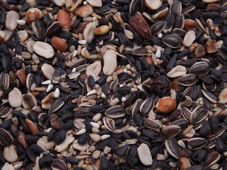 Des Moines Feed - Fruit & Nut Bird Seed Blend