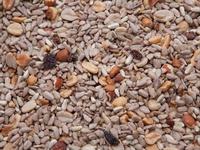 Des Moines Feed - Regal Bird Seed Blend (Item #818625010195)