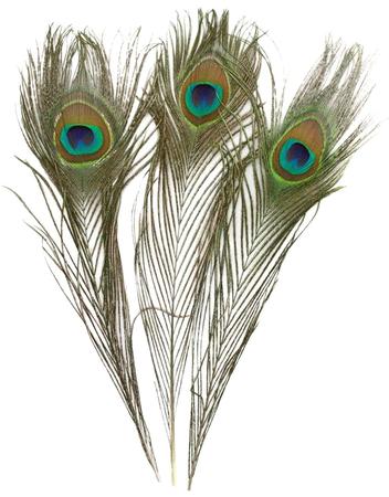 PEACOCK FEATHER