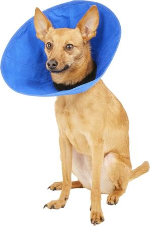 KONG EZ Soft Collar for Dogs & Cats